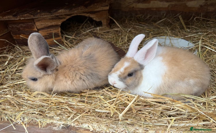 Mini Lop rabbits - Advert 14