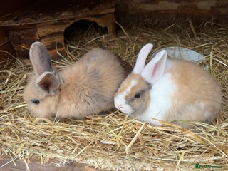 Mini Lop rabbits - Advert 6