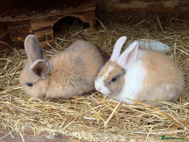 Mini Lop rabbits - Advert 10