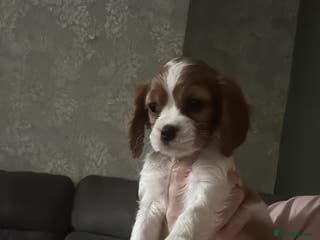 Cavalier King Charles Spaniel dogs Cavalier King Charles spaniel puppies - Advert 13