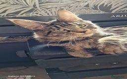 Maine Coon cats for sale: Female MCO - Image 16
