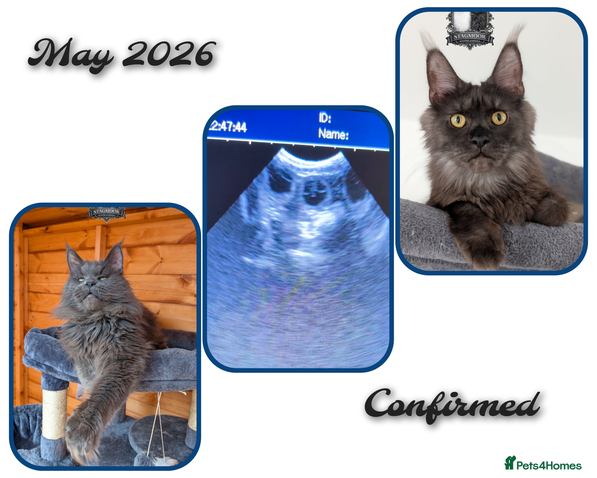 Maine Coon cats Large Exceptional Maine Coon Kittens – Due May - Advert 2