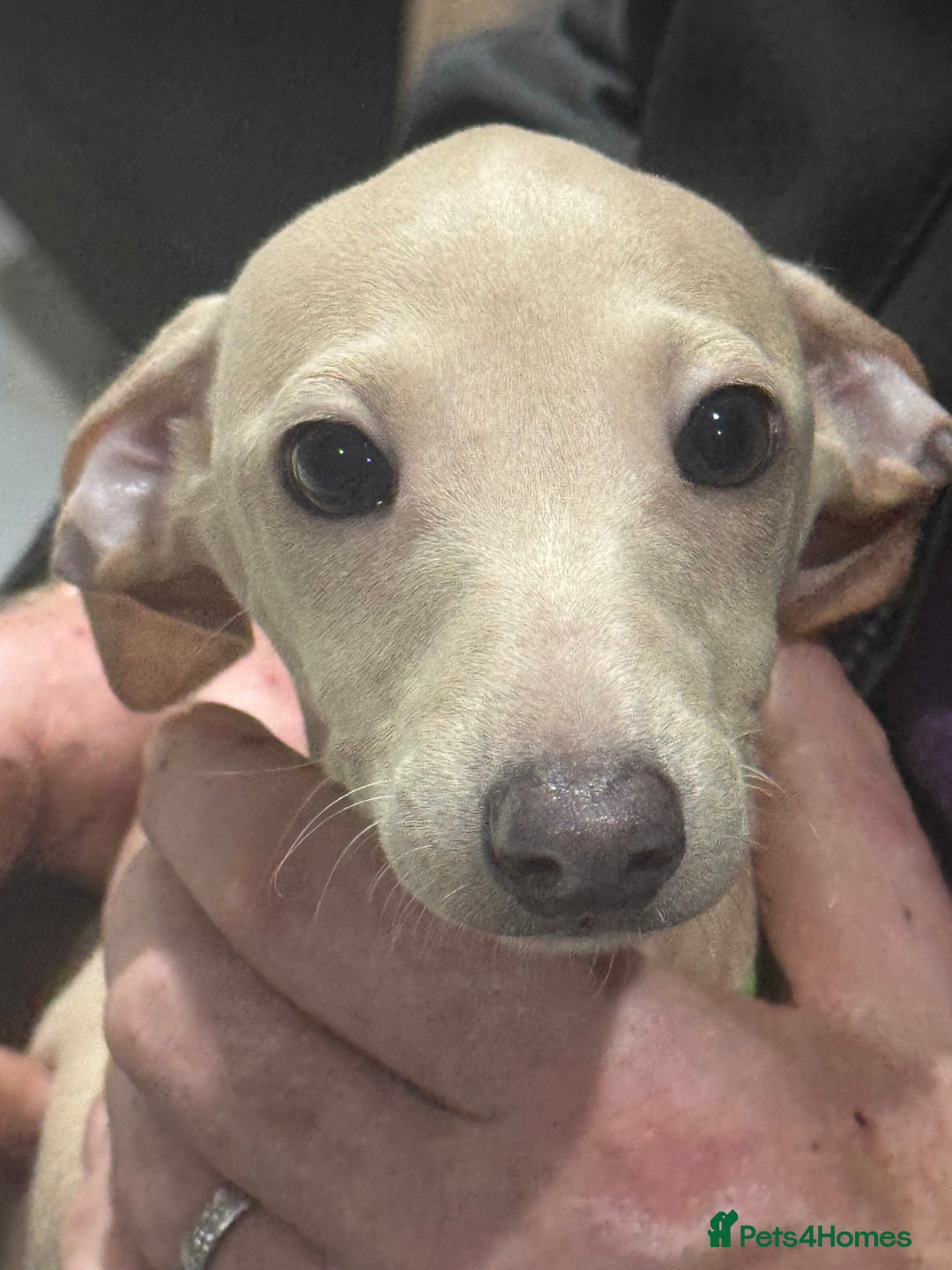 Italian Greyhound dogs for sale: Cream and fawn collection of autumn beauties  - Image 8