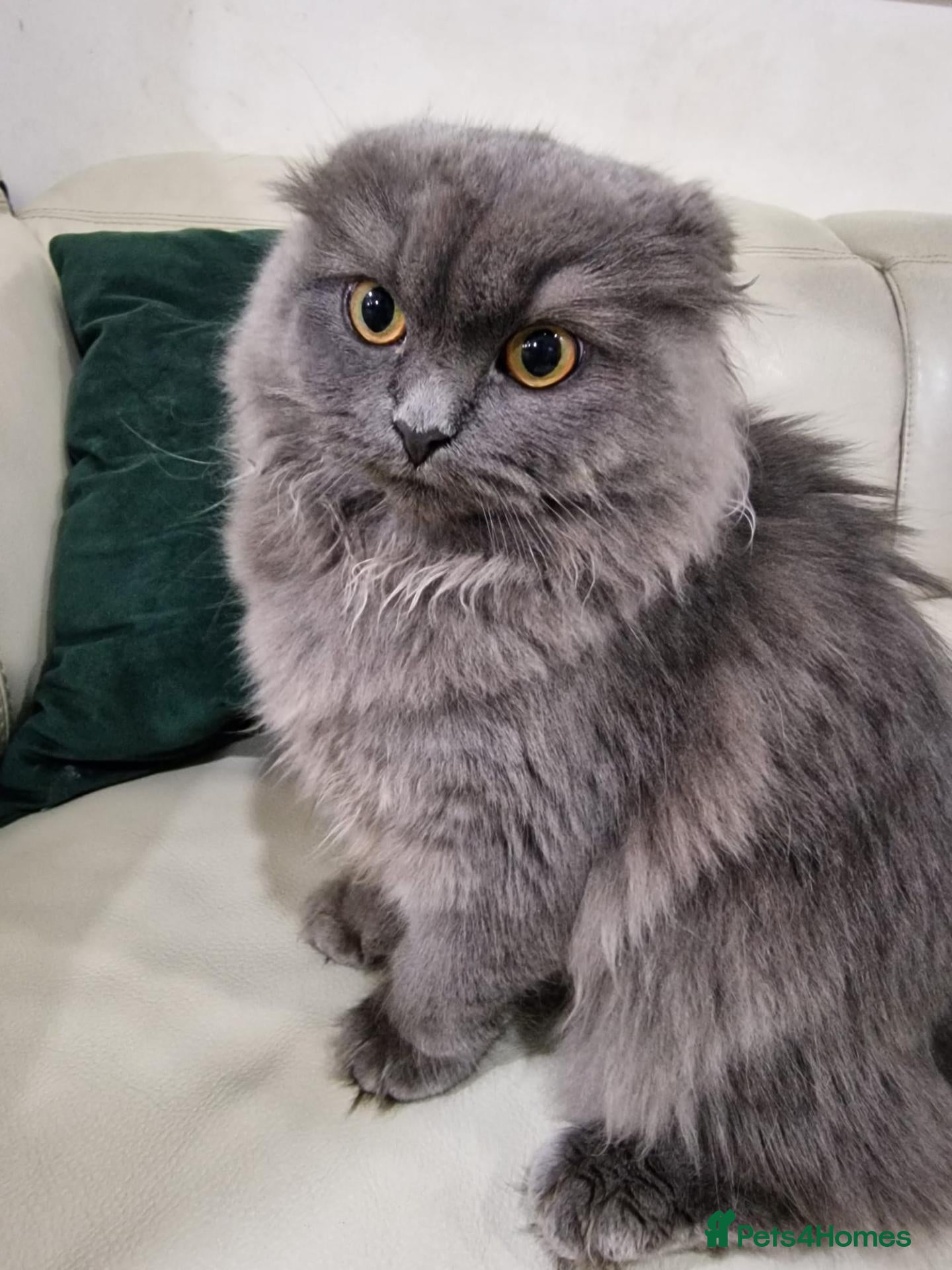 Mixed Breed cats Scottish Fold cross British Shorthair - Advert 1