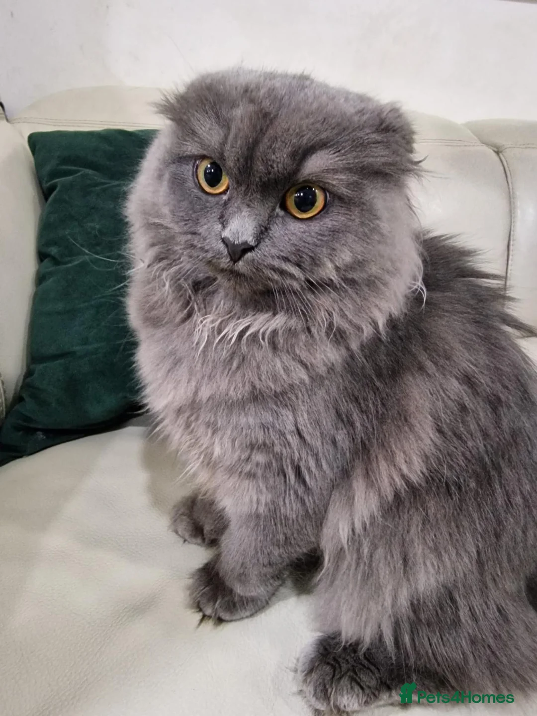 Mixed Breed cats for sale: Scottish Fold cross British Shorthair in Rochdale - Advert 1