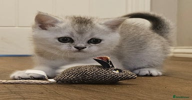British Shorthair cats - Advert 1