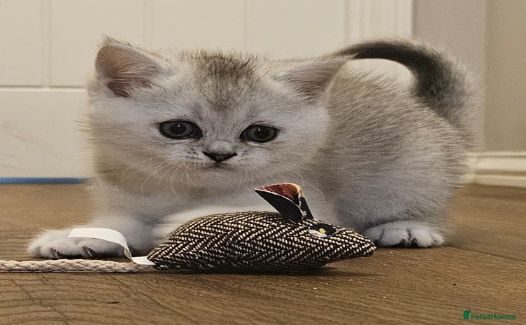 British Shorthair cats - Advert 14