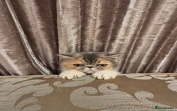 Exotic cats for sale: Super high quality Exotics - TICA reg pedigree - Image 12