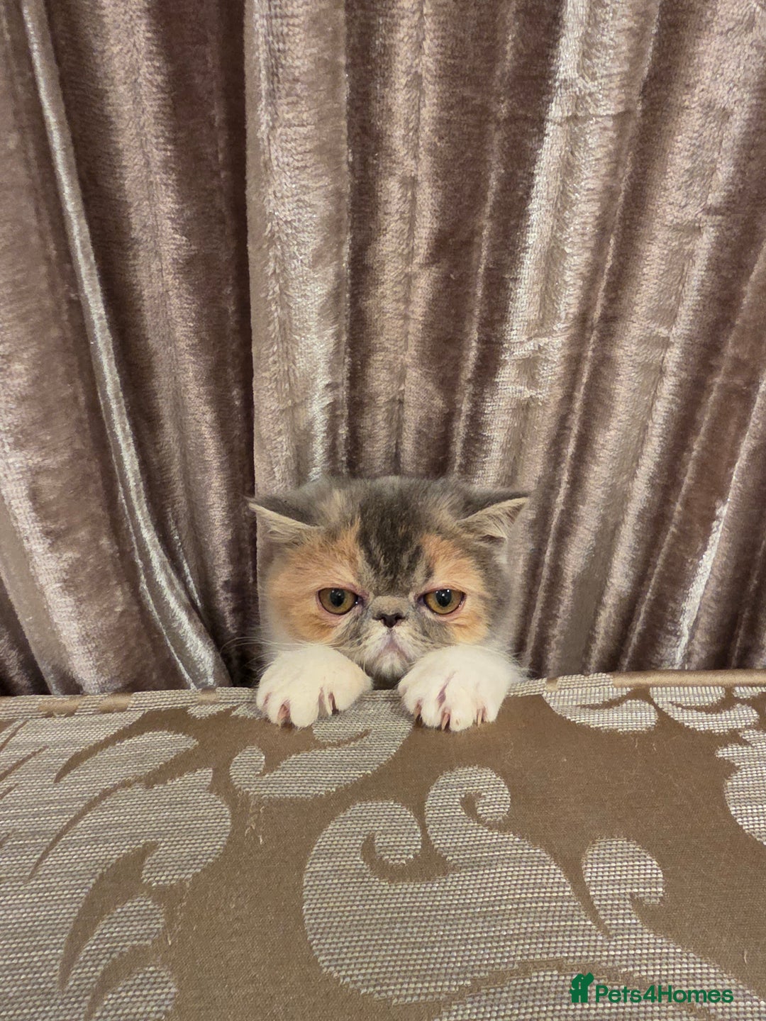 Exotic cats for sale: Super high quality Exotics - TICA reg pedigree - Image 12