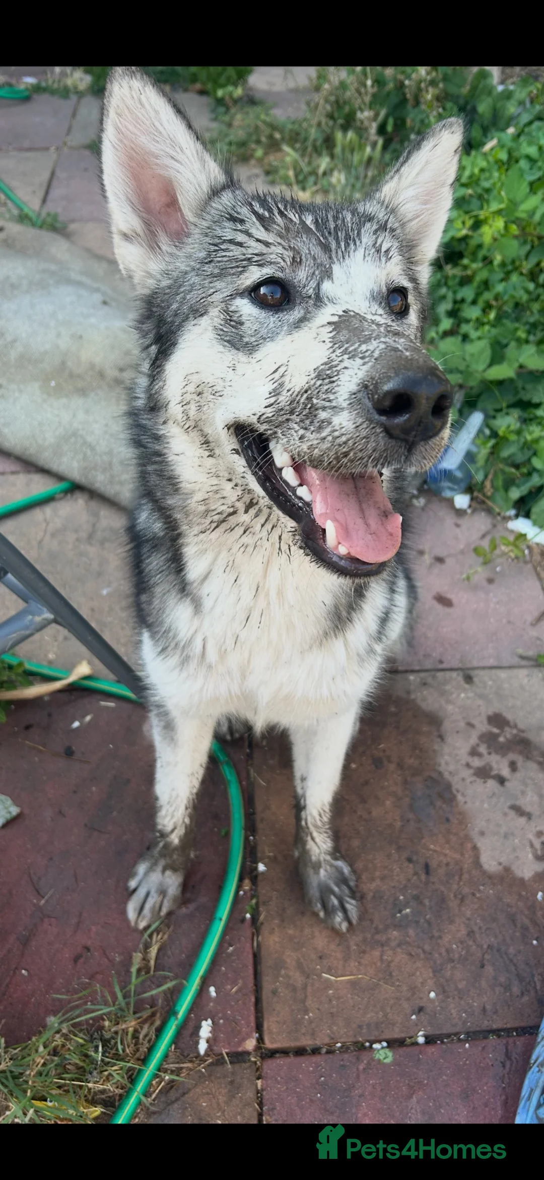 Alaskan Malamute dogs for sale: 🐾 SUKI NEEDS A NEW FOREVER HOME 🐺❤️ - Advert 4
