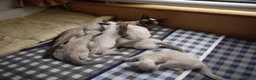 Siamese cats for sale: Adorable Siamese Kittens in Inverness - Advert 16