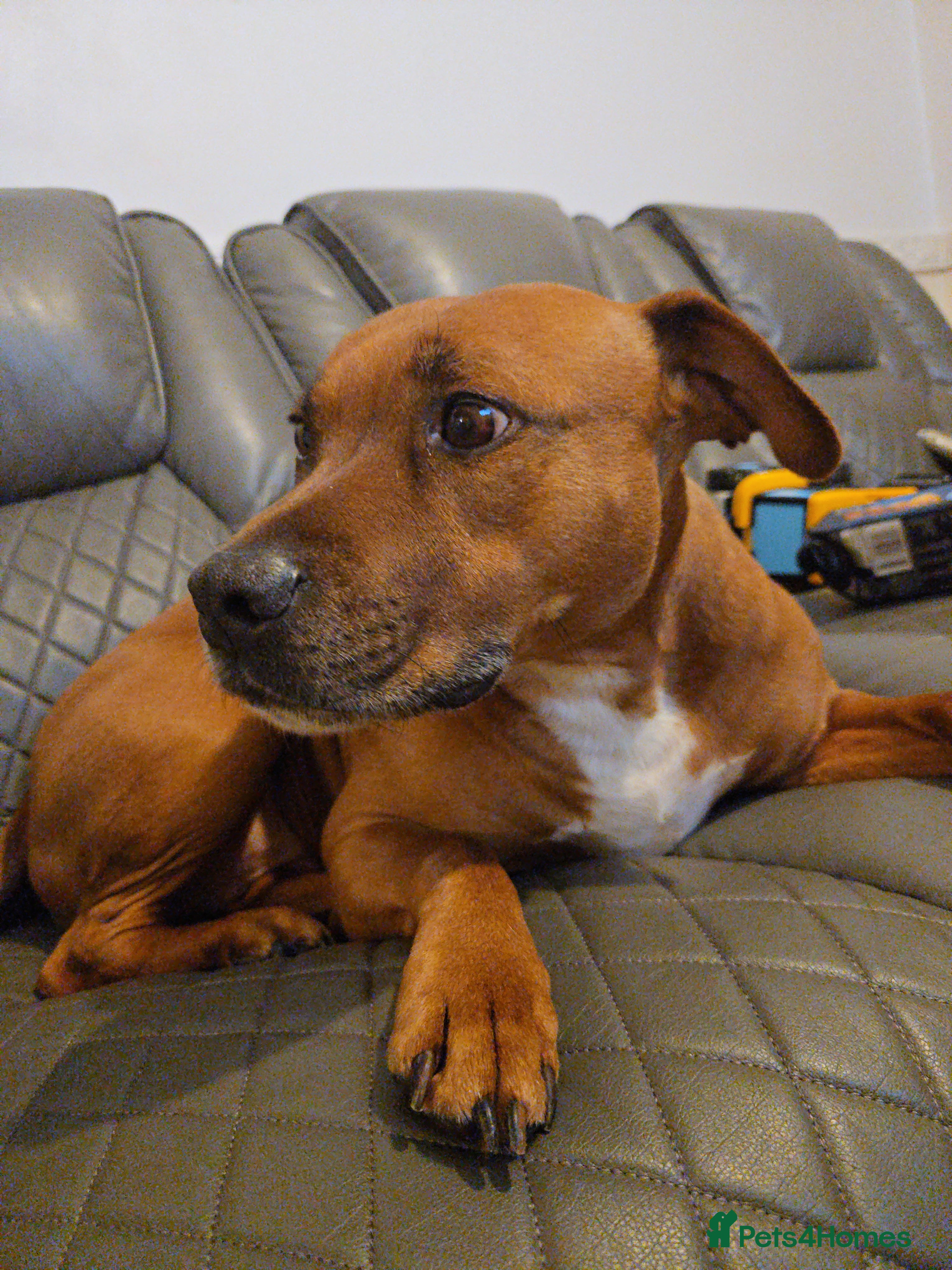 Staffordshire Bull Terrier dogs Loving 8-Year-Old Staffy Looking for Forever Home - Advert 4