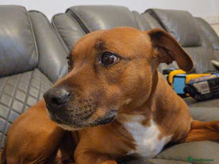 Staffordshire Bull Terrier dogs Loving 8-Year-Old Staffy Looking for Forever Home - Advert 4
