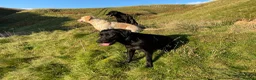 Labrador Retriever dogs for sale: Gorgeous KC Working Labrador Bitch Puppy - Advert 11