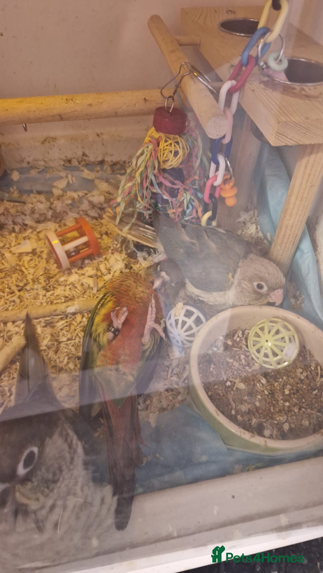 Conures birds for sale: green cheek conures females - Image 4