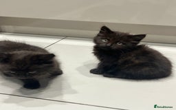 British Longhair cats for sale: Black/Brown boy kittens - Image 2