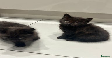 British Longhair cats - Advert 14
