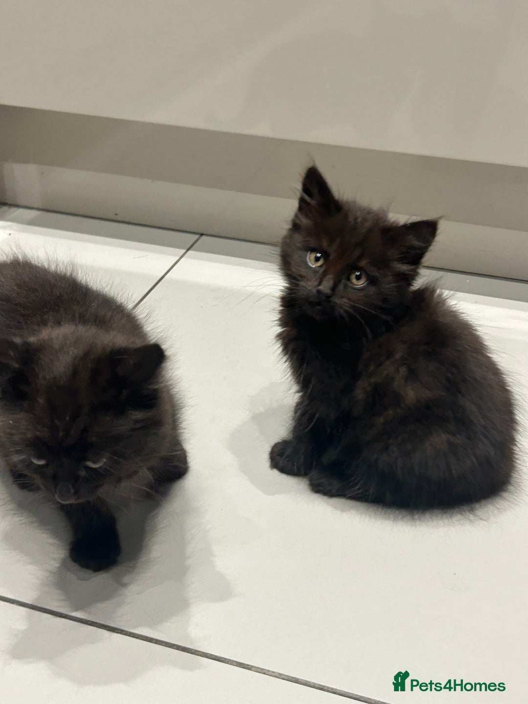 British Longhair cats for sale: Black/Brown boy kittens - Image 2