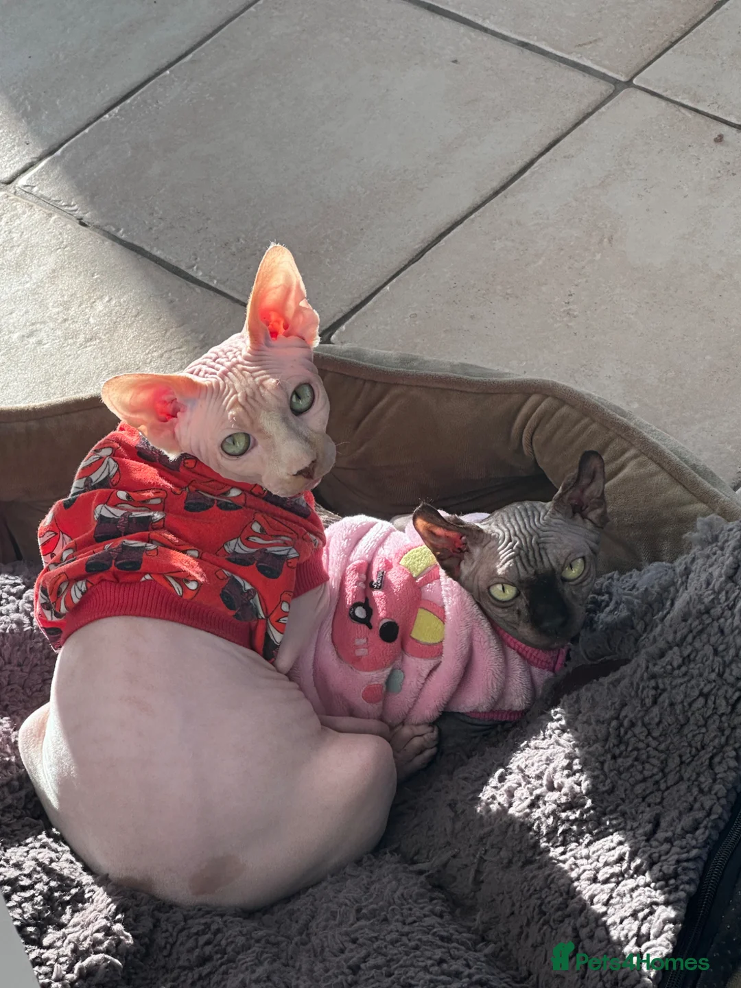 Oriental cats for sale: 2 adorable cats in Wisbech - Advert 2