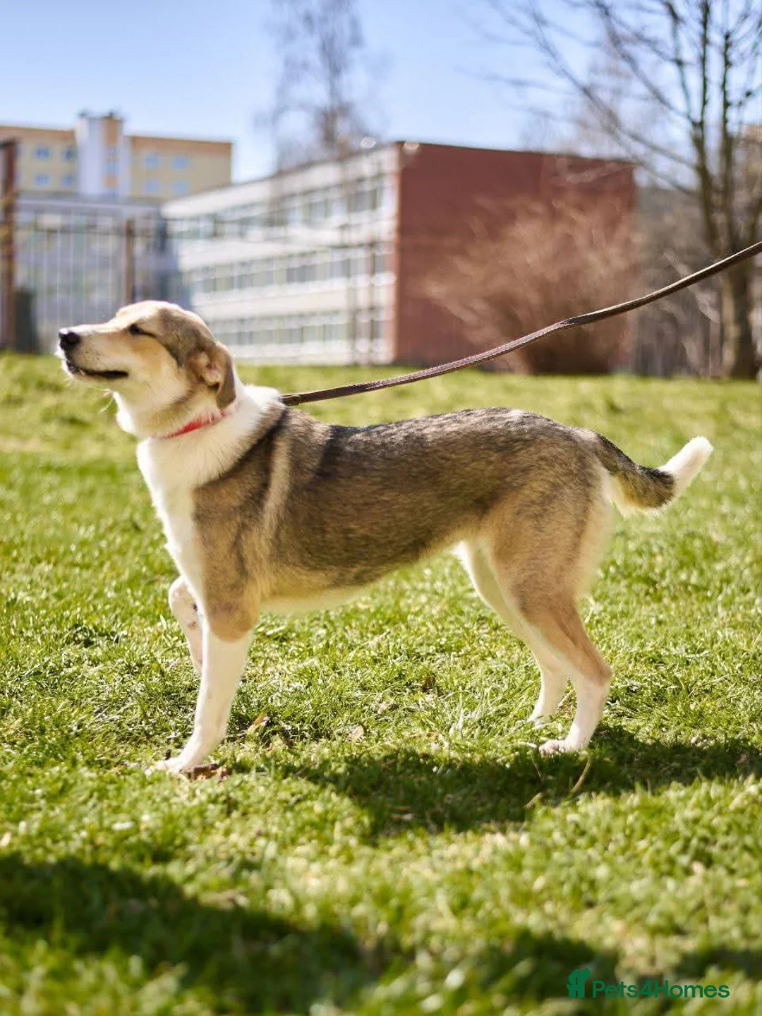 Mixed Breed dogs for adoption: FOSTER/ADOPT:❤️NINA hopes the world can be kind - Advert 4