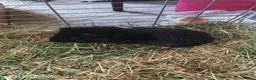 Guinea Pig rodents for sale: A very sad rehoming due to relocation  in High Wycombe - Advert 2