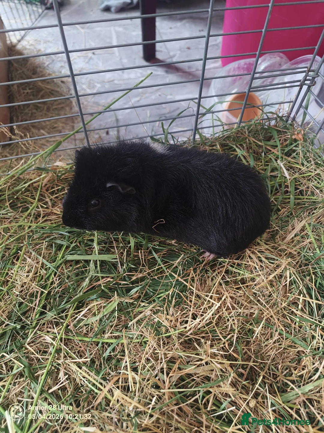 Guinea Pig rodents for sale: A very sad rehoming due to relocation  in High Wycombe - Advert 2