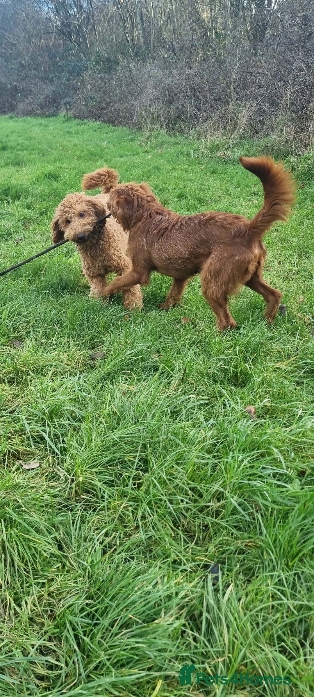 Labradoodle dogs for sale: Labradoodle Fox Red ❤️ Health Check - Advert 20
