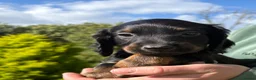 Cocker Spaniel dogs for sale: Beautiful Cocker Spaniel Puppies  in Helston - Advert 10