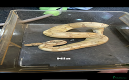 Snake reptiles for sale: Need my banana ball pythons re homed.  - Image 2