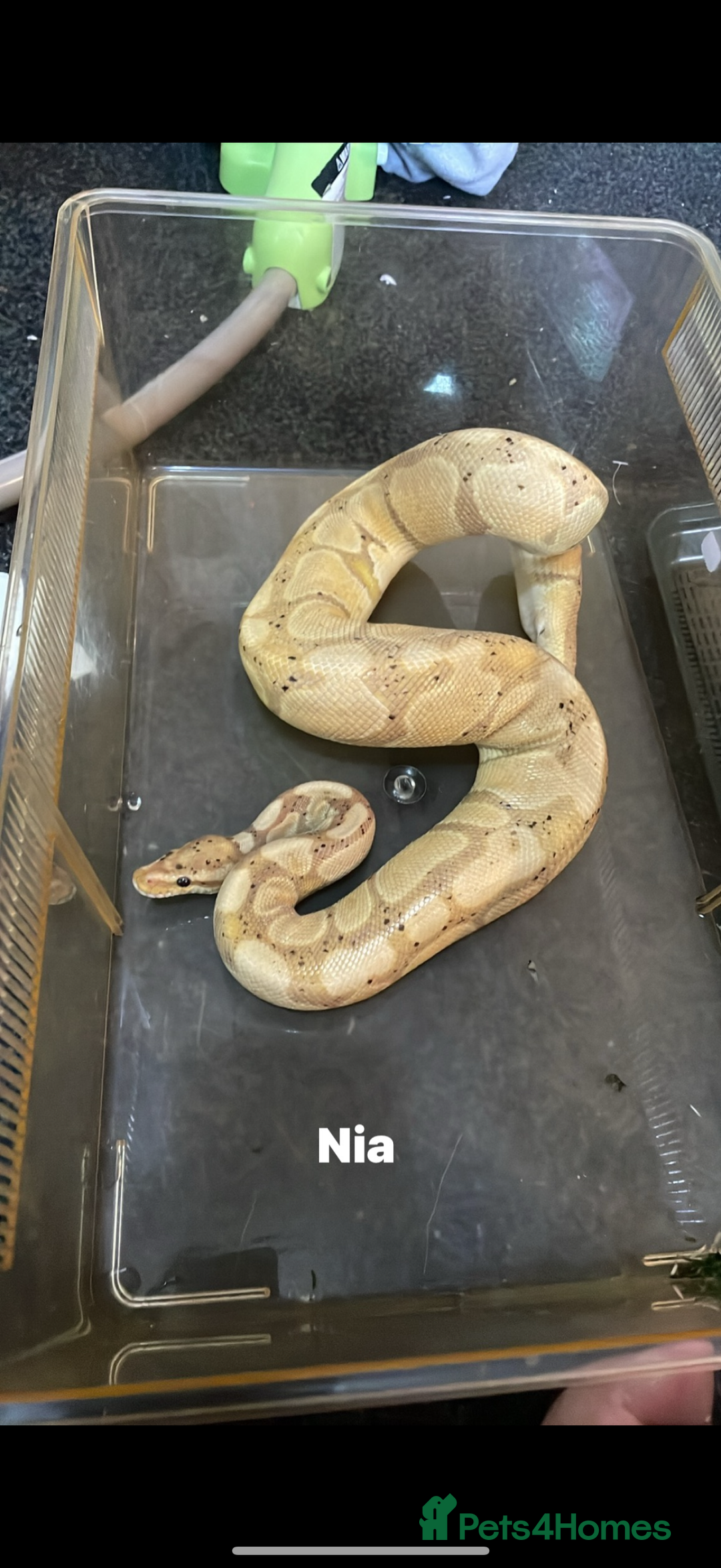 Snake reptiles for sale: Need my banana ball pythons re homed.  - Image 2