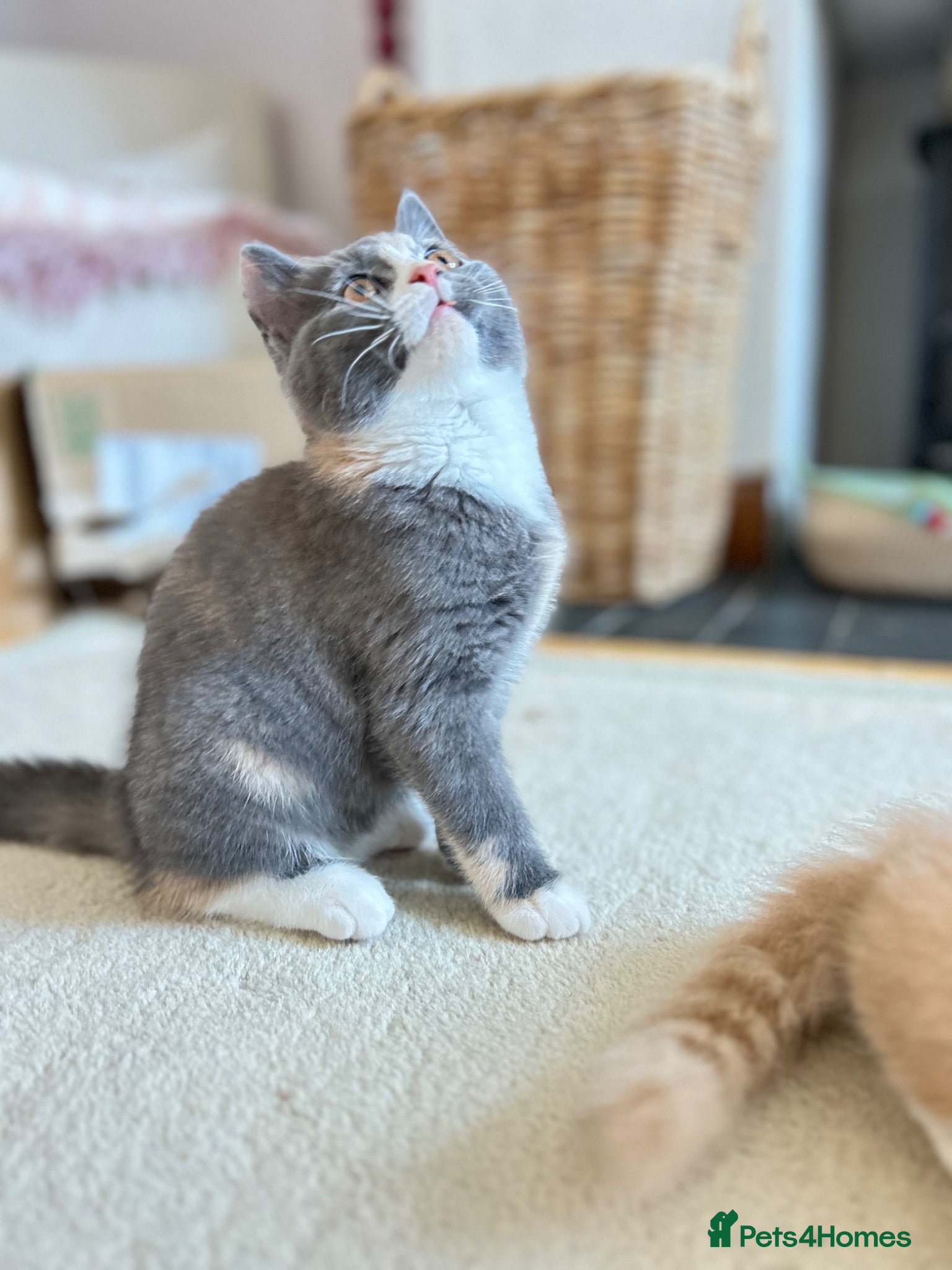 British Shorthair cats British Shorthair Female Kitten - Advert 2