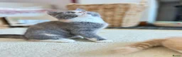 British Shorthair cats for sale: British Shorthair Female Kitten - Advert 1