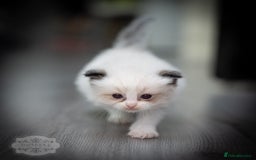 Ragdoll cats for sale: Ragdoll Bicolor Kitten Girl LPBB TICA REDUCED!!! - Image 4