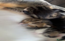 Mixed Breed cats for sale: Selling 3 beautiful kittens which are 7 weeks old  - Image 13