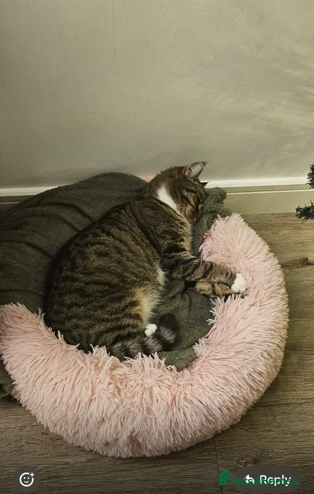 Mixed Breed cats for sale: Millie 4 year old tabby  - Advert 2