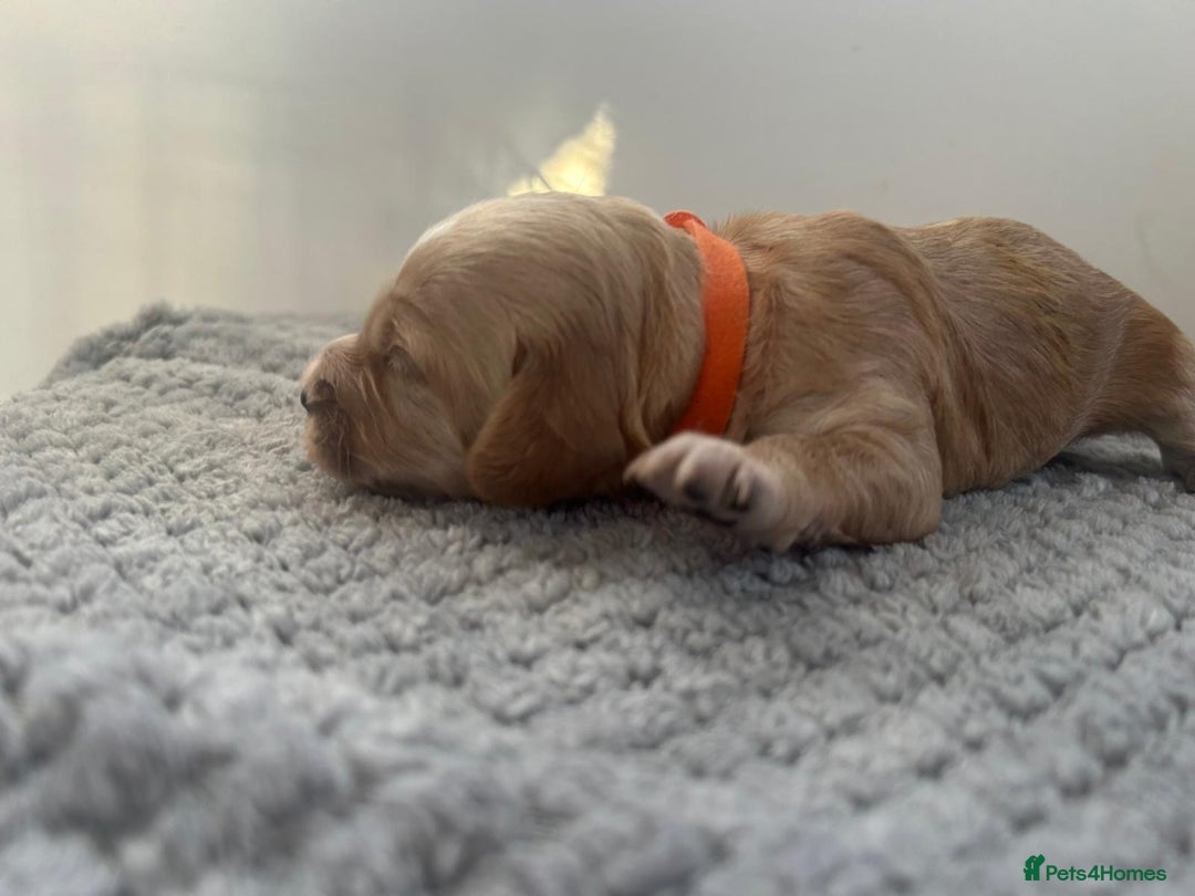 Mixed Breed dogs for sale: Apricot Cockapoo puppies ready to leave 6th march  - Advert 26