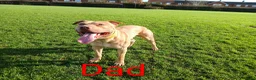 American Bull Staffy dogs for sale: American bull - Advert 22