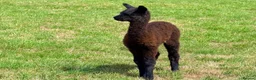 Alpaca livestock for sale: A very special breeding group of 16 alpacas - Advert 19