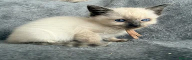 Ragdoll 4