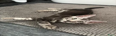 Bengal 1