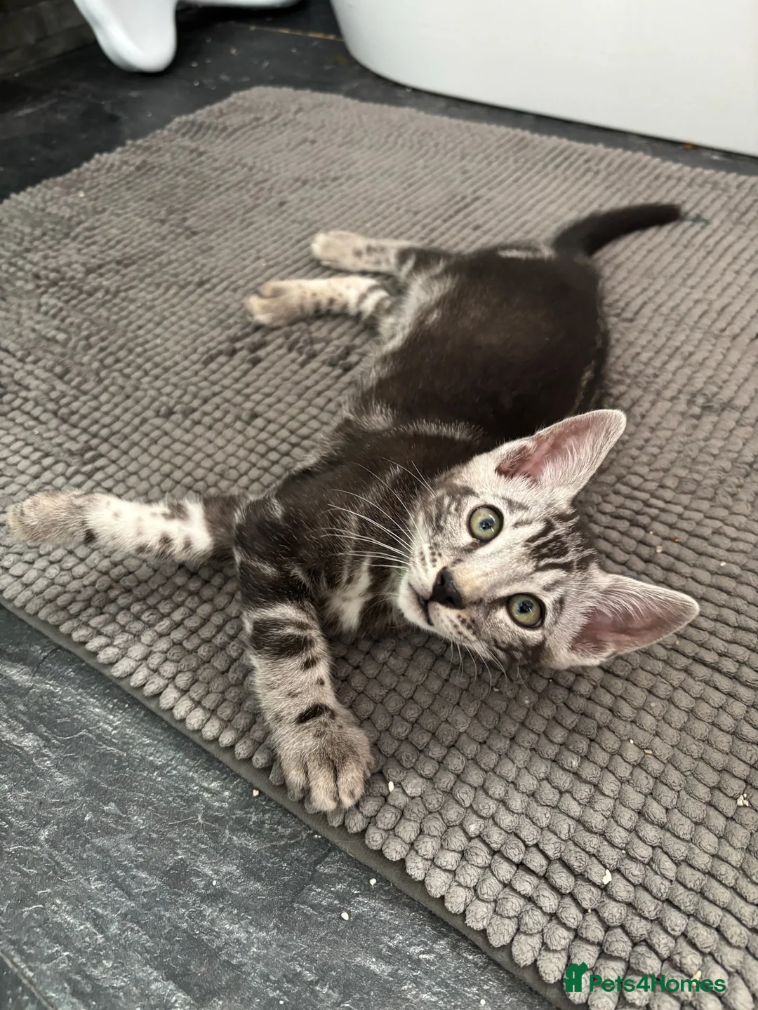 Bengal cats for sale: Tica registered male silver charcoal kitten  - Advert 17