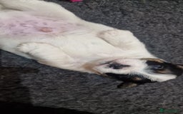 Jack Russell dogs for sale: KC Reg Jack Russell Pups,Parents DNA health tested - Image 25