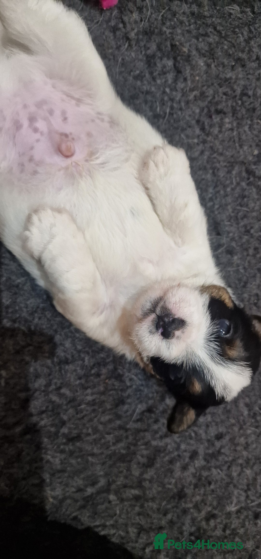 Jack Russell dogs for sale: KC Reg Jack Russell Pups,Parents DNA health tested - Image 25