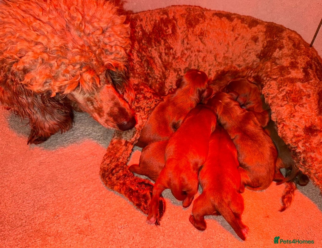 Cavapoo dogs for sale: ❤️ Deep Red Cavapoo Puppies ❤️ - Image 20