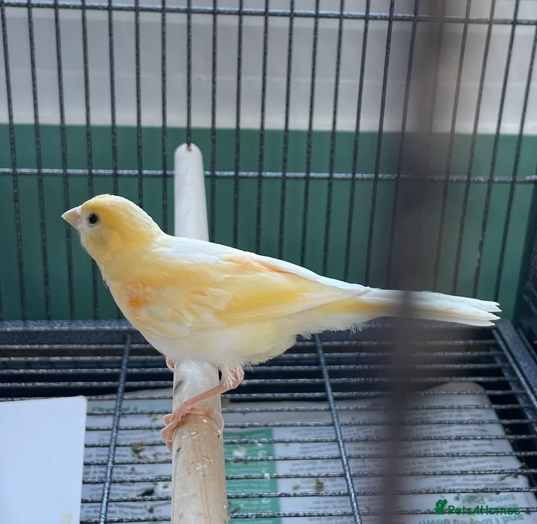 Canaries birds for sale: Young canaries - Advert 3