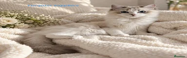 Pet no1