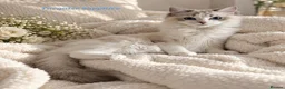 Ragdoll cats for sale: STUNNING TICA REGISTRED RAGDOLLS - Advert 8