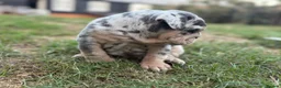 English Bulldog dogs for sale: Stunning KC reg English Bulldog puppies. in Newbury - Advert 24