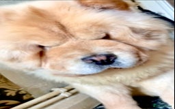 Chow Chow dogs for sale: KC ADULT FEMALE CHOW FOR SALE!!!!!!!! - Image 6