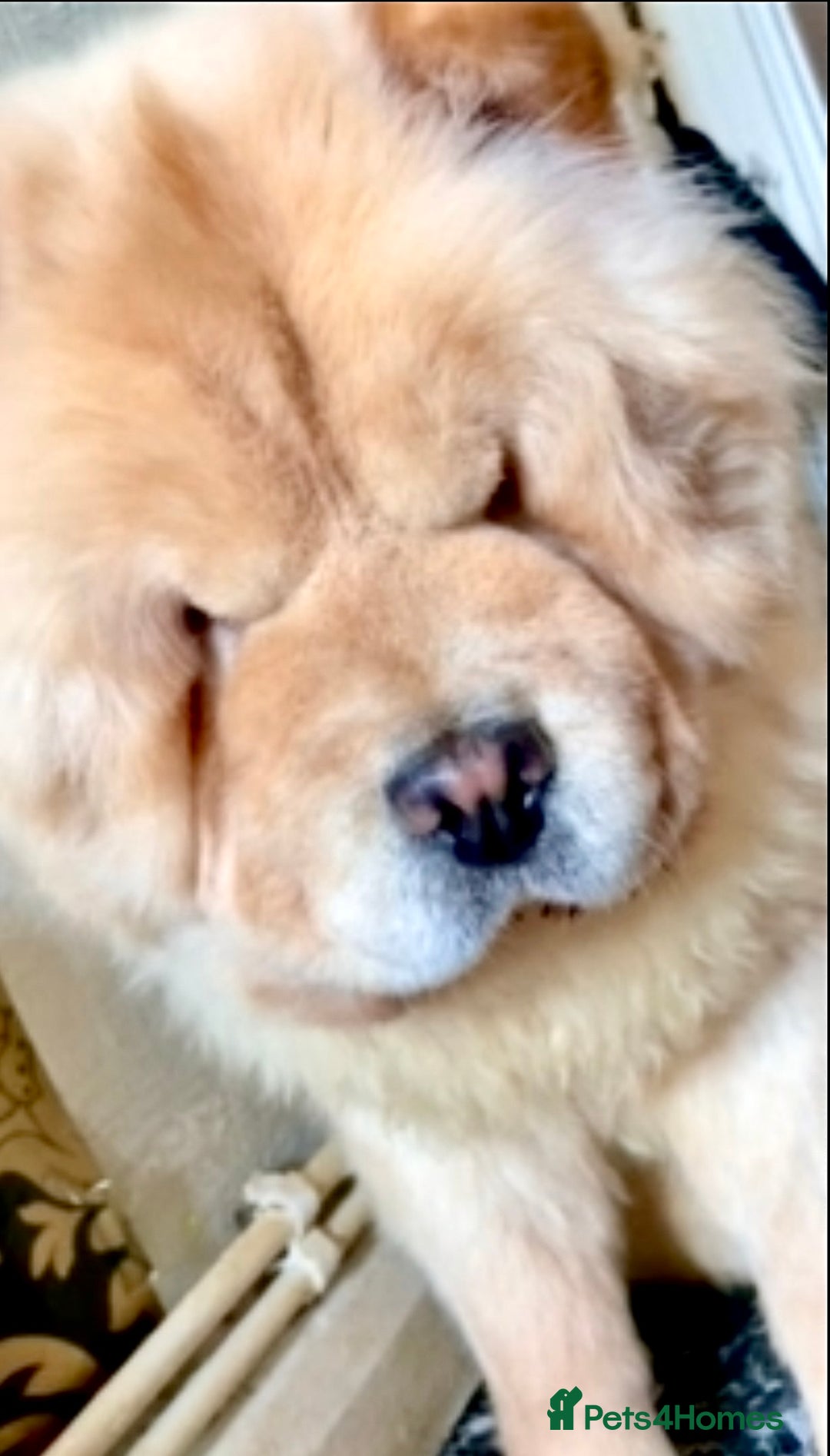 Chow Chow dogs for sale: KC ADULT FEMALE CHOW FOR SALE!!!!!!!! - Image 6